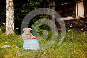 Teddy bear waiting with tea for two