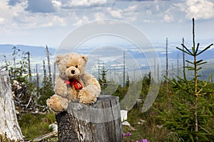 Teddy bear walking in Dreisessel mountain
