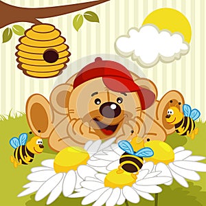 Medvěd sledování včely na sedmikráska 