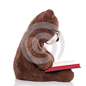 Teddy bear wearing glasses and reading a christmas story isolate