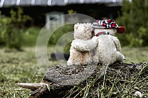 Teddy bears in love hugging while sitting on a saw-tree photo