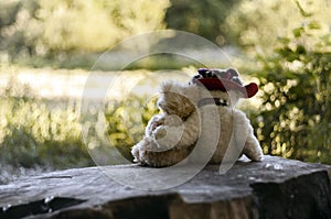 Teddy bears in love hugging sitting on a stump photo