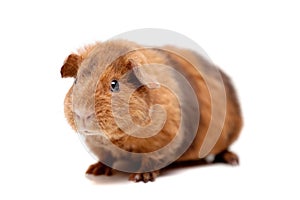 Teddy guinea pig