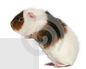 Teddy guinea pig, 9 months old, climbing on box