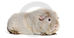 Teddy Guinea Pig, against white background