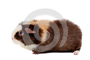 Teddy guinea pig