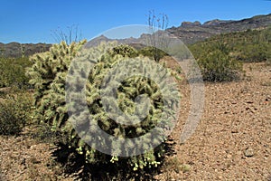 Teddybear Cactus in Organ Pipe Cactus National Monument