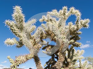 Teddybear Cholla cactus Cylindropuntia bigelovii