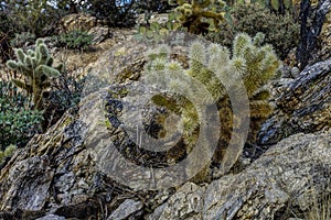 Teddybear cholla cactus photo