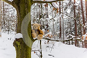 Teddybear Dranik in winter forest in South Czechia.