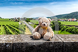 Teddybear in Wachau valley. Austria