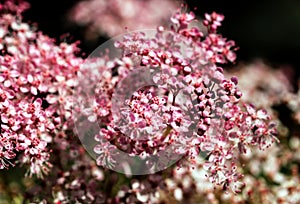 Teder Queen of the Prairie flowers also known as Filipendula pink blossoms blooming in summer.