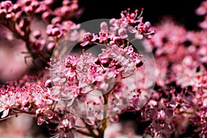 Teder Queen of the Prairie flowers also known as Filipendula pink blossoms blooming in summer.