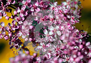 Teder Queen of the Prairie flowers also known as Filipendula pink blossoms blooming in summer.