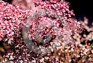 Teder Queen of the Prairie flowers also known as Filipendula pink blossoms blooming in summer.