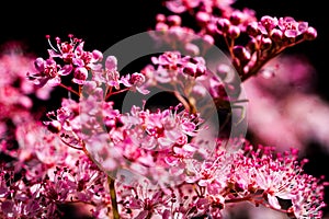 Teder Queen of the Prairie flowers also known as Filipendula pink blossoms blooming in summer.