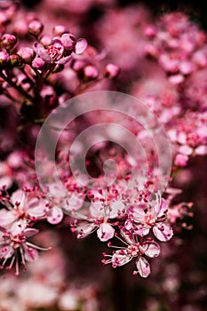 Teder Queen of the Prairie flowers also known as Filipendula pink blossoms blooming in summer.