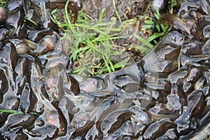 Tedpoles in water and on grass. Small amphibians