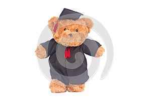 Tedy bear with waring Graduation Toga on white background.