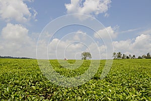 Tee plantation in Uganda
