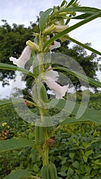 teel flower with fresh background