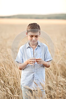 Teen boy kid in wheat field in a summer day