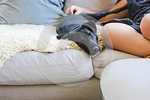 Teen boy snuggling on couch with pet dog. Man's best friend. Black kelpie x labrador breed