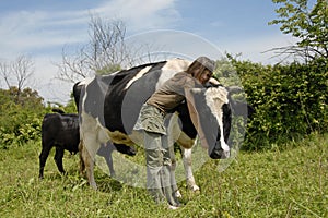 A una vaca 