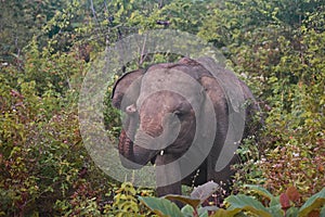 Teen Elephant / Elephant Calf - Udawalawe National Park, Sri Lanka.