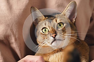 Teen girl with sad abyssinian cat on knees sitting on couch