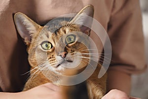 Teen girl with sad abyssinian cat on knees sitting on couch