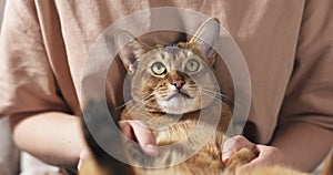 Teen girl with sad abyssinian cat on knees sitting on couch