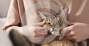 Teen girl with sad abyssinian cat on knees sitting on couch