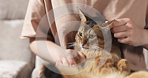 Teen girl with sad abyssinian cat on knees sitting on couch