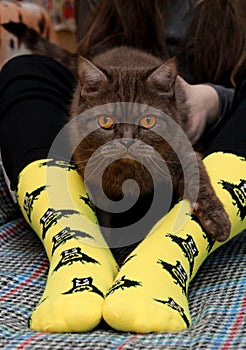 Teen girl with sad Scottish cat on knees sitting on couch. Yellow socks with black Batman pattern. Front view