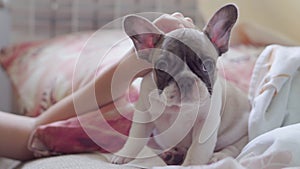 Teen girl stroking a French bulldog puppy lying on a blanket in her bedroom