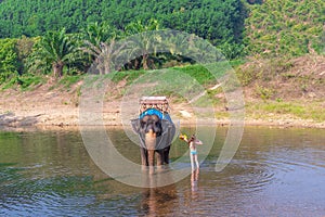 Teen girl washes an elephant. the girl with the elephant in the water. an elephant is swimming with a gir