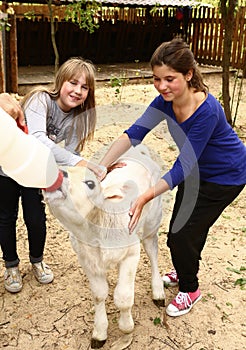 Teen girls with white calf feeding him with mild bottle