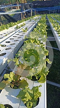 Teen lettuce feal