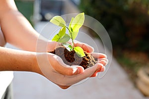 Teen's hands plant seedlings in the soil. Young plant, growth of new life. Tu Bishvat concept