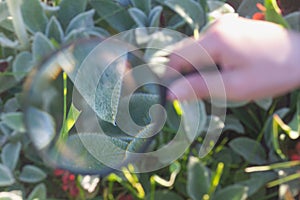 A teenage boy explores the world of plants and insects with a magnifying glass