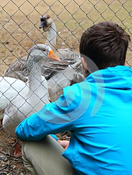 Teenage boy and geese at the zoo