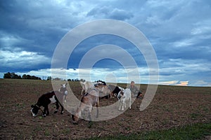 A teenage boy grazes goats in a field. A shepherd with goats in a field against a stormy sky.