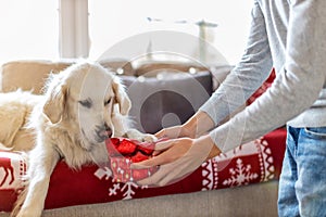 Teenage boy and his dog enjoying Christmas together