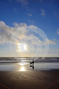 Teenage Boy Walking His Dog Along The Surf