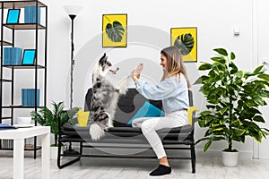 A teenage dog sitter plays a game of paws with him while sitting on the sofa at home. Intelligent Border Collie Sheepdog