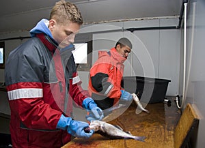 Teenage fish cutters