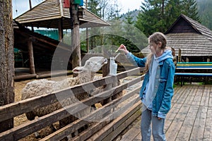 teenage girl feeding sheep on the farm. Side view