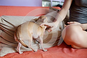 Teenage girl with her dog laying in bed