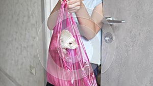 a teenage girl holds a domestic ferret in the package. unusual pets.